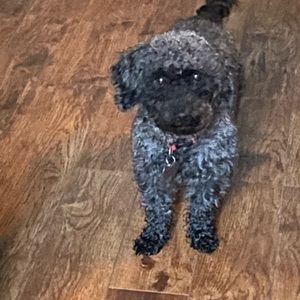 Meet your Posher, Leila